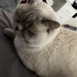 My kat
