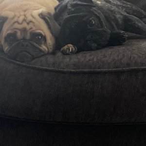 The Pugs