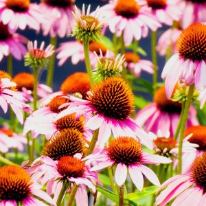 Coneflowers