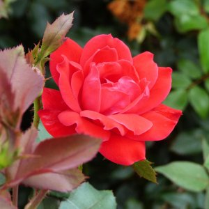 Red Rose