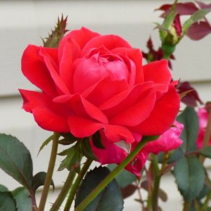 Red Rose 2