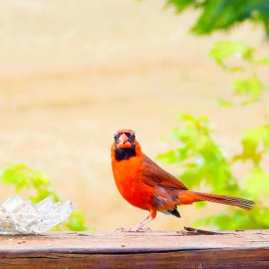 CARDINAL